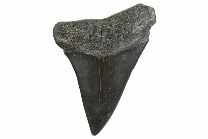 Fossil Broad-Toothed Mako Tooth - South Carolina #340987